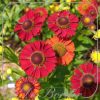 Helenium 'Hot Lava'