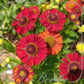 helenium-hot-lava-632 Helenium 'Hot Lava'
