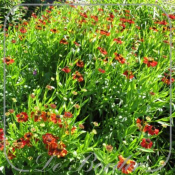Helenium 'Kupferzwerg'