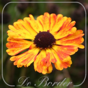 helenium-mardi-gras-maat-xl-(pot-1l)-461 Helenium 'Mardi Gras'