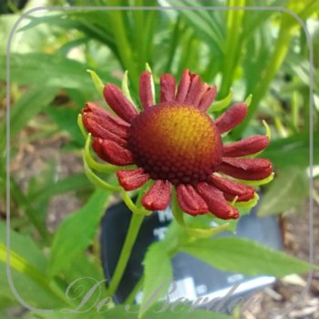 helenium-pipsqueak-913 Helenium 'Pipsqueak'