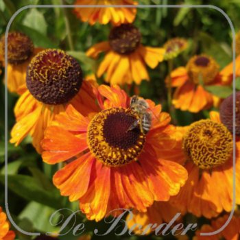 Helenium 'Sahin's Early Flowerer'