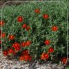 Helianthemum 'Henfield Brilliant'