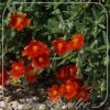 Helianthemum 'Henfield Brilliant'