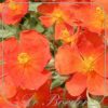 Helianthemum 'Henfield Brilliant'