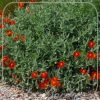 Helianthemum 'Henfield Brilliant'