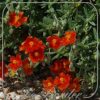 Helianthemum 'Henfield Brilliant'