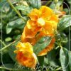 Helianthemum 'Orange Double'