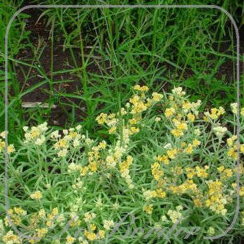 Helichrysum 'Schwefellicht'