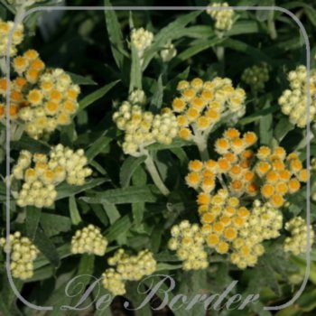 Helichrysum 'Schwefellicht'