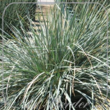 Helictotrichon sempervirens