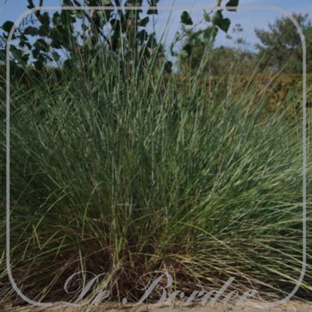 Helictotrichon sempervirens