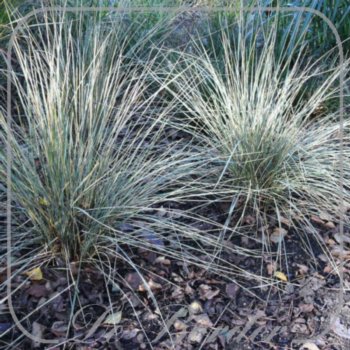Helictotrichon sempervirens