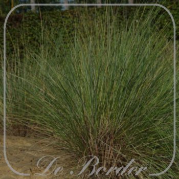 Helictotrichon sempervirens