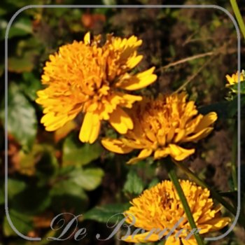Heliopsis helianthoides 'Asahi'