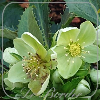 Helleborus argutifolius