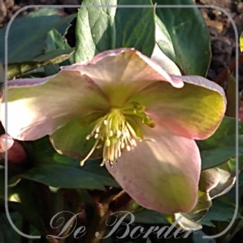 Helleborus nigercors 'Candy Love'