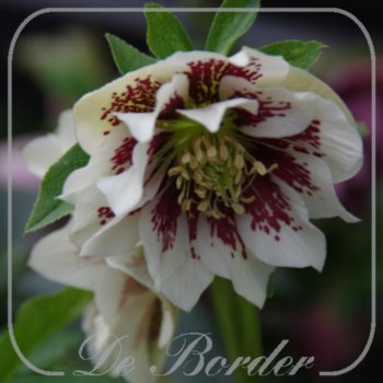 Helleborus orientalis Double Ellen Mix