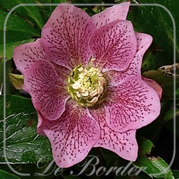 Helleborus orientalis 'Dubbel Dark Rose'