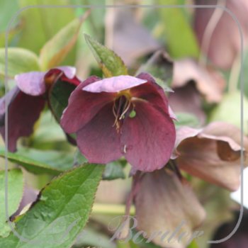 Helleborus orientalis Paars Enkel
