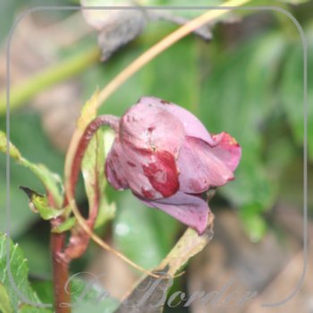 Helleborus orientalis Paars Enkel