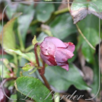 Helleborus orientalis Paars Enkel
