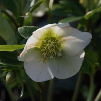 Helleborus orientalis 'Pretty Ellen White Spotted' --