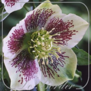 Helleborus orientalis Spotted Hybrids