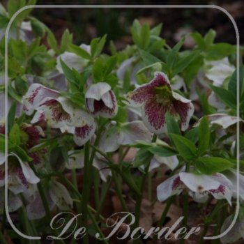 Helleborus orientalis Spotted Hybrids