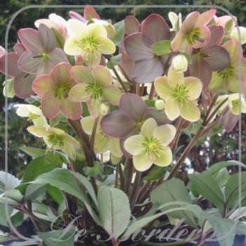 Helleborus orientalis Thierry Mix