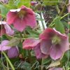 Helleborus purpurascens