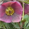 Helleborus purpurascens