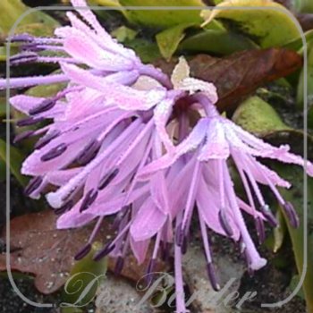 Heloniopsis orientalis var. breviscapa