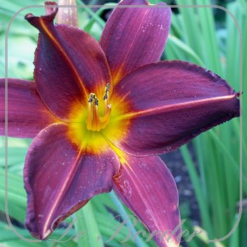 Hemerocallis 'Admiral'