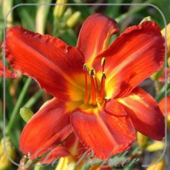 Hemerocallis 'Alan'