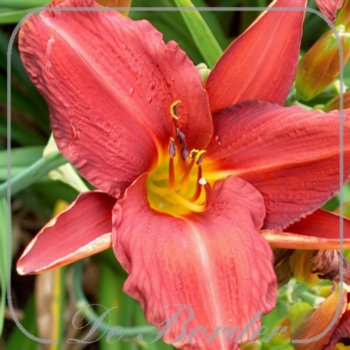 Hemerocallis 'Almatine'