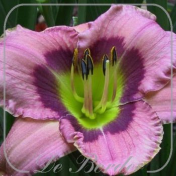 Hemerocallis 'Always Afternoon'