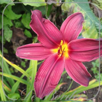 Hemerocallis 'American Revolution'