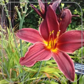 Hemerocallis 'American Revolution'