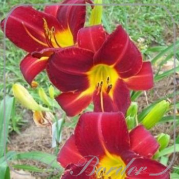 Hemerocallis 'Anzac'