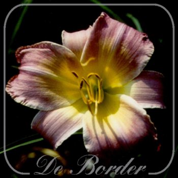 Hemerocallis 'Artist's Brush'
