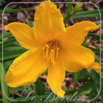 Hemerocallis 'Aten'
