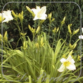 Hemerocallis 'Atlas'