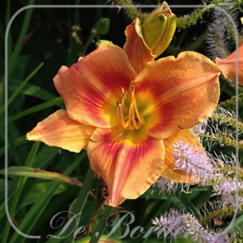 Hemerocallis 'Avant Garde'