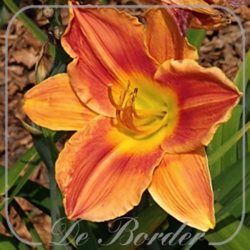 Hemerocallis 'Avant Garde'