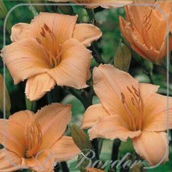 Hemerocallis 'Baley Hay'