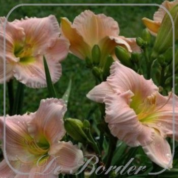 Hemerocallis 'Barbara Mitchell'