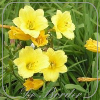 Hemerocallis 'Bitsy'