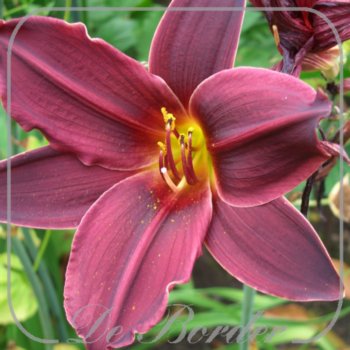 Hemerocallis 'Black Emanuelle'