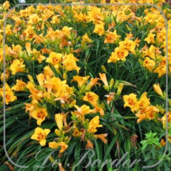 Hemerocallis 'Black Eyed Susan'